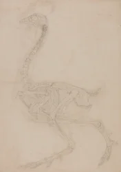 Vergleichende anatomische Darstellung der Struktur des menschlichen Körpers mit der eines Tigers und einer Kuh